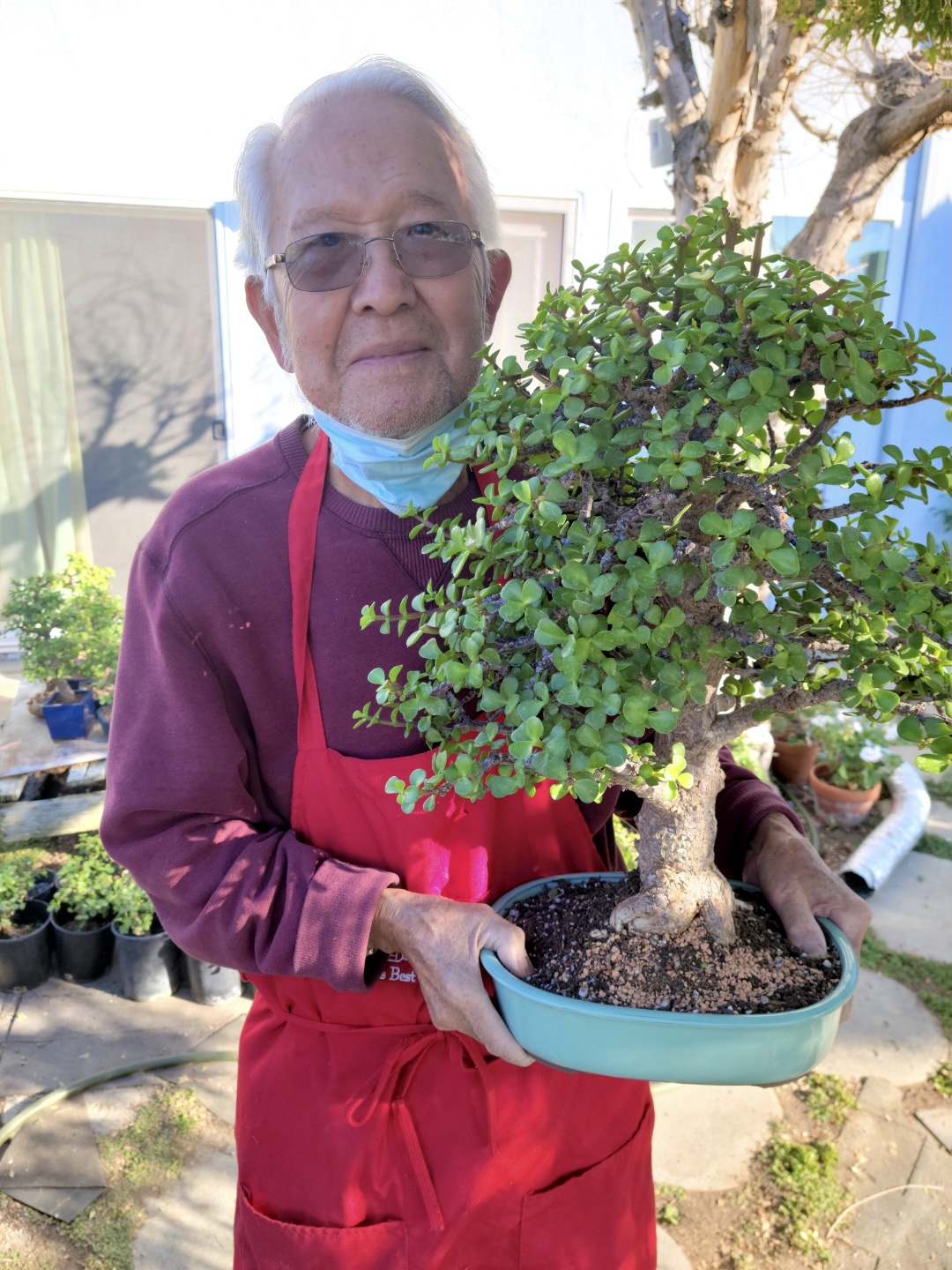 Barrington Bonsai - Family Run Residential Bonsai Nursery