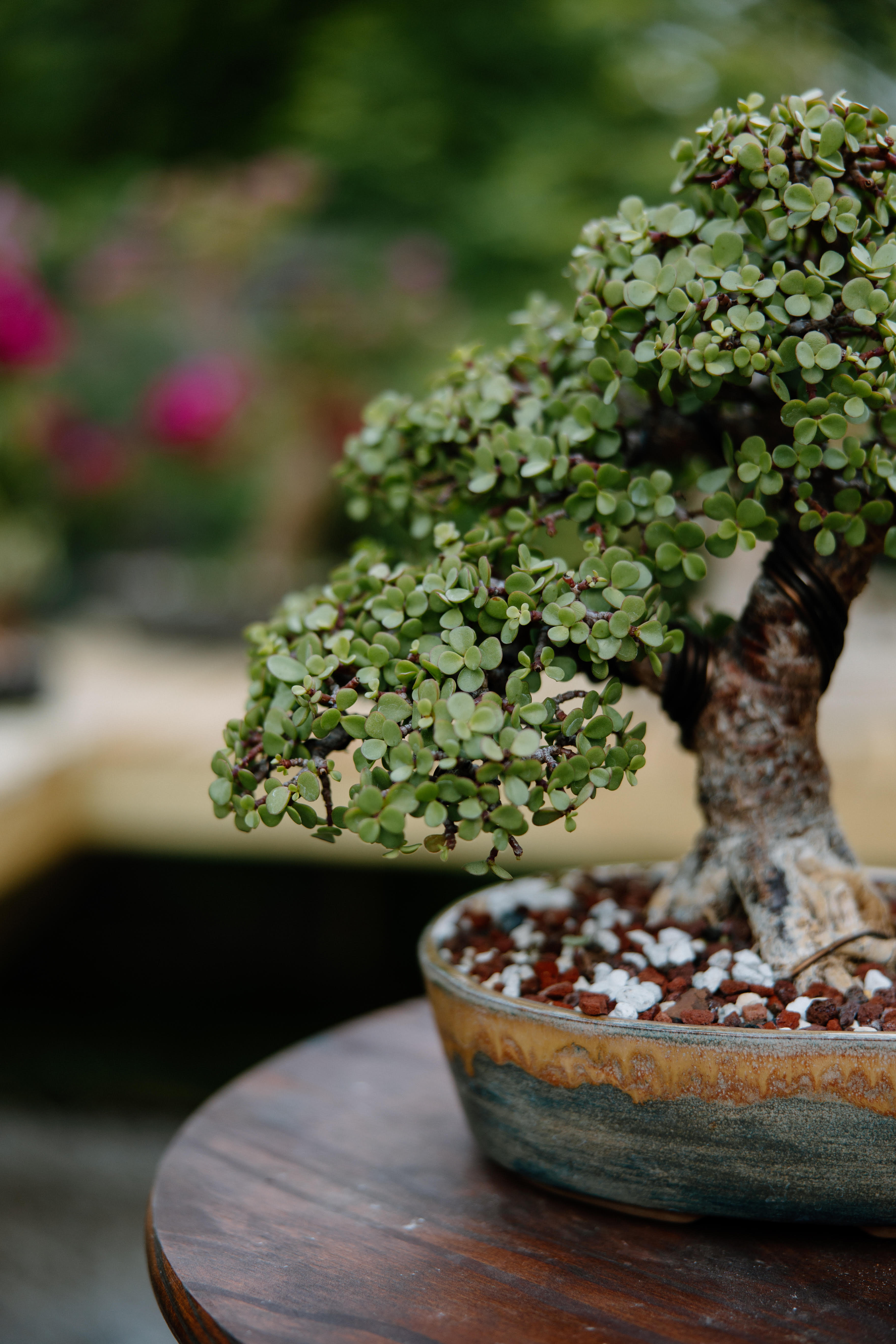 Barrington Bonsai - Family Run Residential Bonsai Nursery
